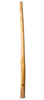 Tristan O'Meara Didgeridoo (TM356)